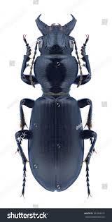 Attēlu rezultāti vaicājumam “Broscus cephalotes”