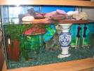 How We Like Our Tank Set Up « Fire-bellied Toads and Friends
