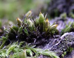 Attēlu rezultāti vaicājumam “Orthotrichum diaphanum”