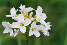 Attēlu rezultāti vaicājumam “Cardamine pratensis flower”
