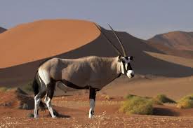 Attēlu rezultāti vaicājumam “Artiodactyla”