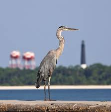 Image result for heron
