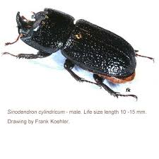 Attēlu rezultāti vaicājumam “Sinodendron cylindricum male”