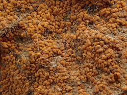 Attēlu rezultāti vaicājumam “Melampsoridium sp.”