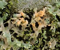 Attēlu rezultāti vaicājumam “Erythricium aurantiacum”