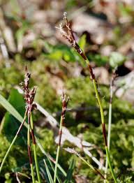 Attēlu rezultāti vaicājumam “Carex digitata flower”
