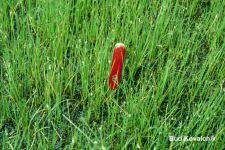 Attēlu rezultāti vaicājumam “Eleocharis quinqueflora flower”