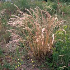 Attēlu rezultāti vaicājumam “Helictotrichon pratense”