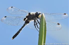 Attēlu rezultāti vaicājumam “Leucorrhinia albifrons female”