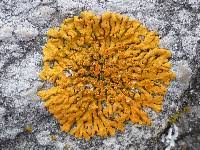 Attēlu rezultāti vaicājumam “Caloplaca scopularis”