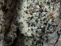 Attēlu rezultāti vaicājumam “Acrocordia gemmata”