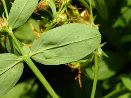 Attēlu rezultāti vaicājumam “Hypericum maculatum leaf”
