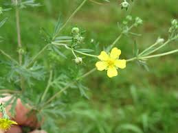 Image result for Potentilla argentea