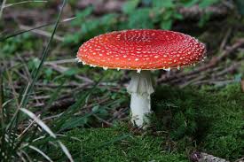 Attēlu rezultāti vaicājumam “Amanita”