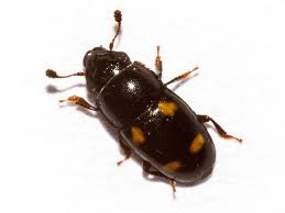 Attēlu rezultāti vaicājumam “Glischrochilus hortensis”