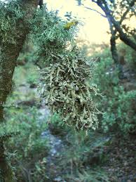 Attēlu rezultāti vaicājumam “Anaptychia ciliaris”