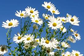 Image result for Leucanthemella serotina