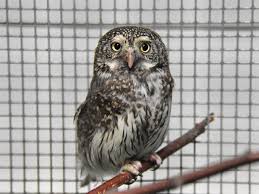 Attēlu rezultāti vaicājumam “Glaucidium passerinum”