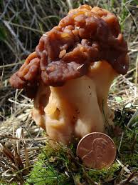 Attēlu rezultāti vaicājumam “Gyromitra esculenta”
