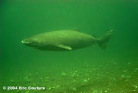 Image result for Somniosus microcephalus