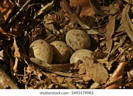 Attēlu rezultāti vaicājumam “Scolopax rusticola nest”
