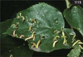 Attēlu rezultāti vaicājumam “Tilia x moltkei leaf”