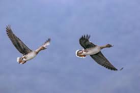 Attēlu rezultāti vaicājumam “Anser serrirostris adult”