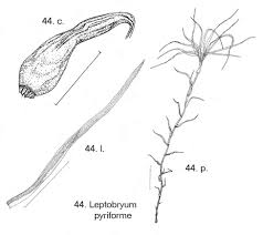 Attēlu rezultāti vaicājumam “Leptobryum pyriforme sporophyte”