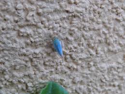 Attēlu rezultāti vaicājumam “Cicadella viridis”