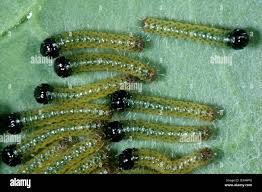 Attēlu rezultāti vaicājumam “Pieris brassicae larva”