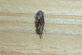 Attēlu rezultāti vaicājumam “Proutia betulina”