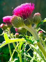 Attēlu rezultāti vaicājumam “Cirsium heterophyllum leaf”