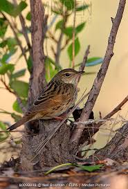 Image result for Locustella lanceolata