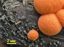 Attēlu rezultāti vaicājumam “Lasiosphaeria ovina”