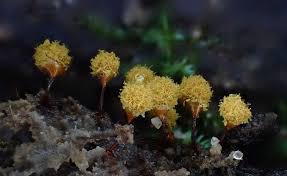 Attēlu rezultāti vaicājumam “Hemitrichia clavata young”