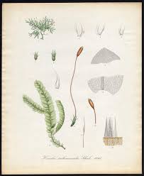 Attēlu rezultāti vaicājumam “Homalia trichomanoides”