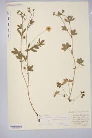 Image result for Potentilla erecta