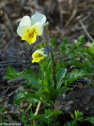 Attēlu rezultāti vaicājumam “Viola tricolor”