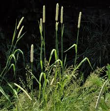 Attēlu rezultāti vaicājumam “Phleum pratense”