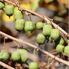 Attēlu rezultāti vaicājumam “Actinidia kolomikta”