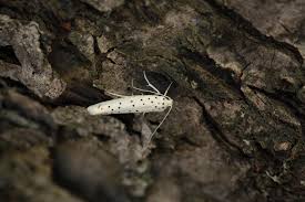 Attēlu rezultāti vaicājumam “Yponomeuta malinellus / cagnagella imago”