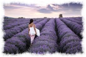 Image result for Lavendel