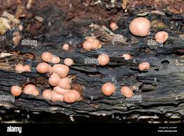 Attēlu rezultāti vaicājumam “Lycogala roseosporum”