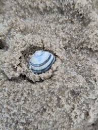 Attēlu rezultāti vaicājumam “Macoma baltica”