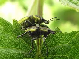 Attēlu rezultāti vaicājumam “Chlorophanus viridis”