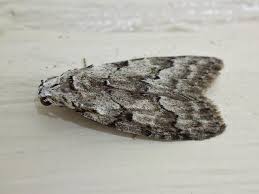 Attēlu rezultāti vaicājumam “Nolidae”