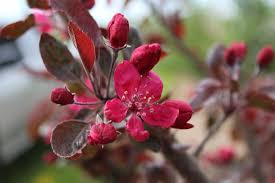 Attēlu rezultāti vaicājumam “Malus purpurea leaf”