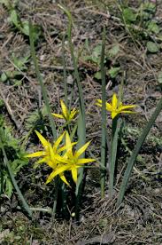 Attēlu rezultāti vaicājumam “Gagea pratensis”