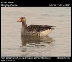 Attēlu rezultāti vaicājumam “Anser anser”