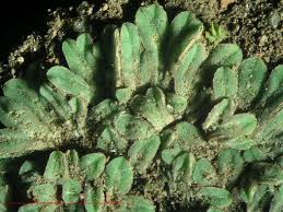 Attēlu rezultāti vaicājumam “Riccia sorocarpa”